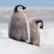 Καίγονται τα ζώα στην Ανταρκτική - Εκτεθειμένα στην τρύπα του όζοντος