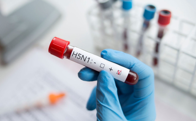 H5N1 γρίπη των πτηνών 